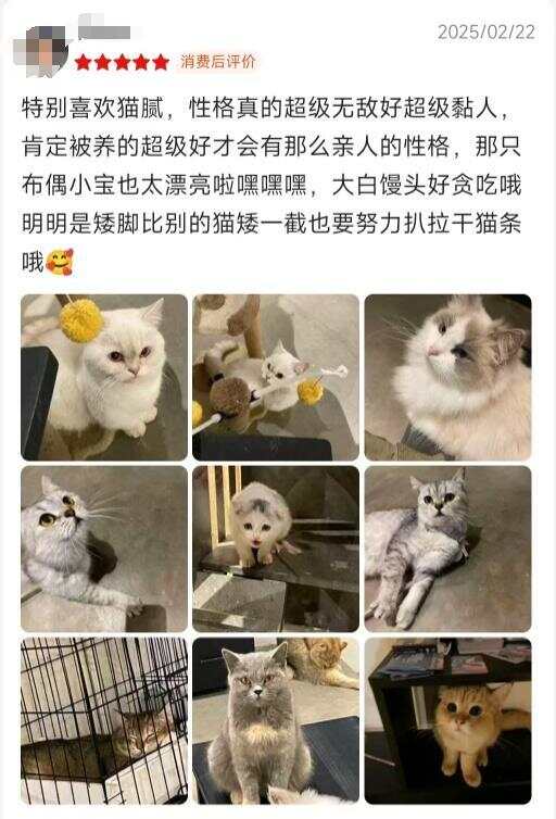 顾客广东一咖啡店“迎宾猫”火了CQ9电子专用平台会按铃招揽(图2)